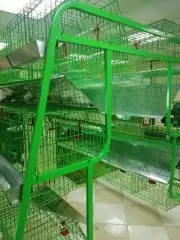 بطاريات دجاج بياض 8