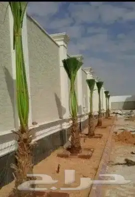 نخل زينه لبيع 8