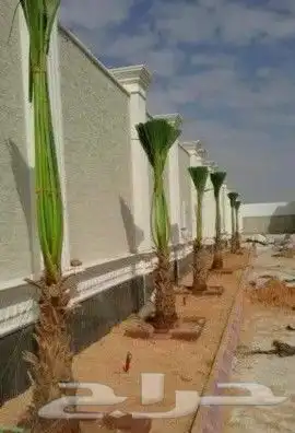 نخل زينه لبيع 3