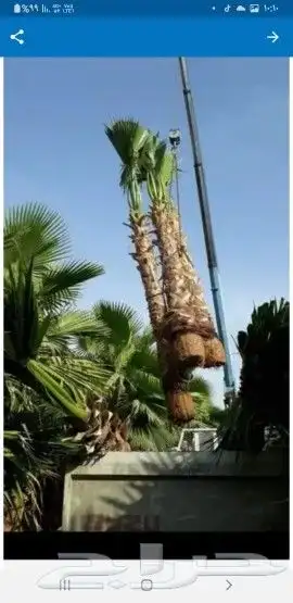 نخل زينه لبيع 7