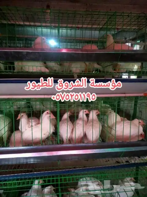 بطاريات دجاج بياض 2