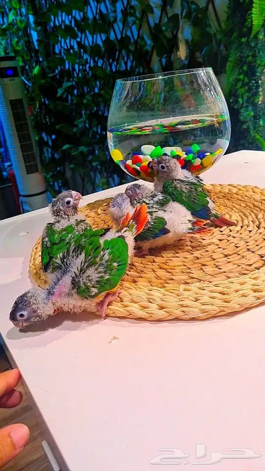 فروخ كنيور ((( يلو سايد))) (((دبل رد فاكتر))) تم البيع 4