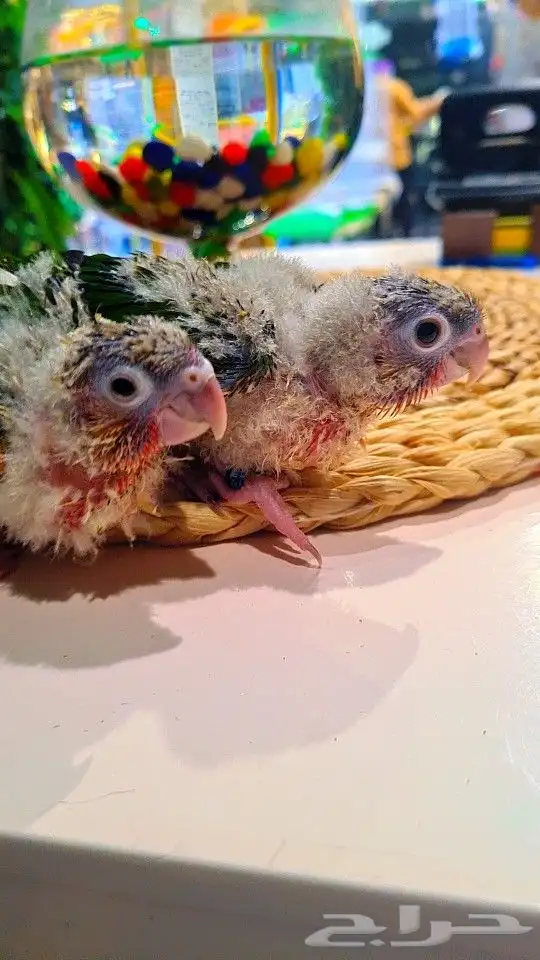 فروخ كنيور ((( يلو سايد))) (((دبل رد فاكتر))) تم البيع 0