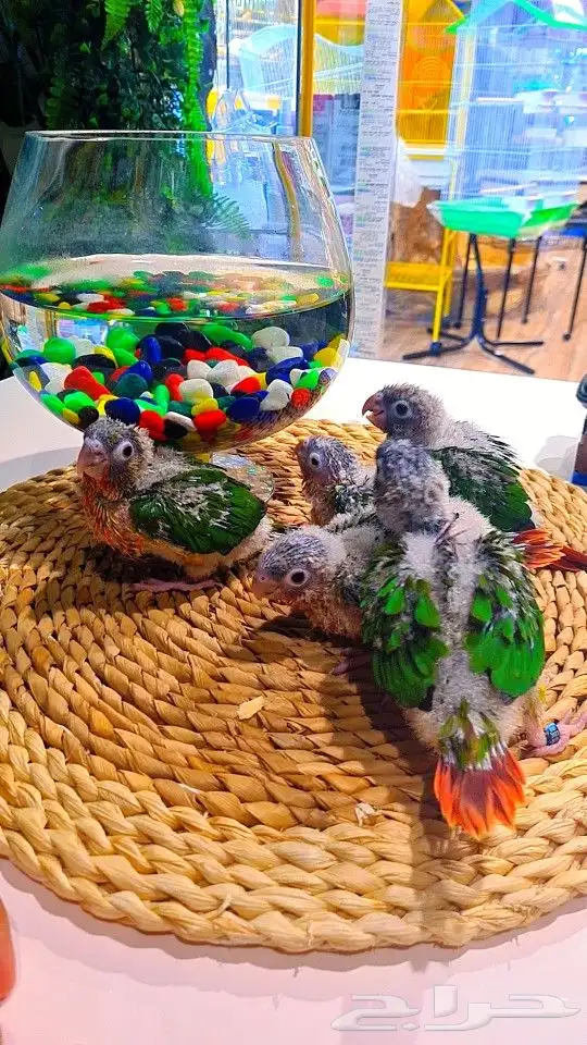 فروخ كنيور ((( يلو سايد))) (((دبل رد فاكتر))) تم البيع 3