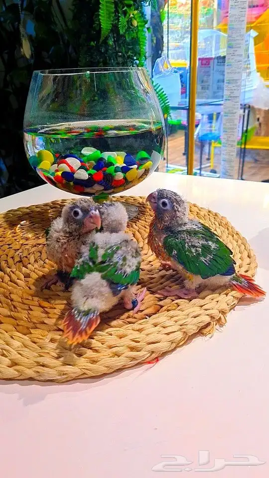 فروخ كنيور ((( يلو سايد))) (((دبل رد فاكتر))) تم البيع 11