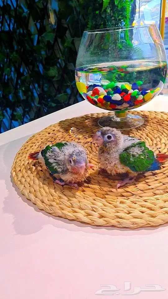 فروخ كنيور ((( يلو سايد))) (((دبل رد فاكتر))) تم البيع 6