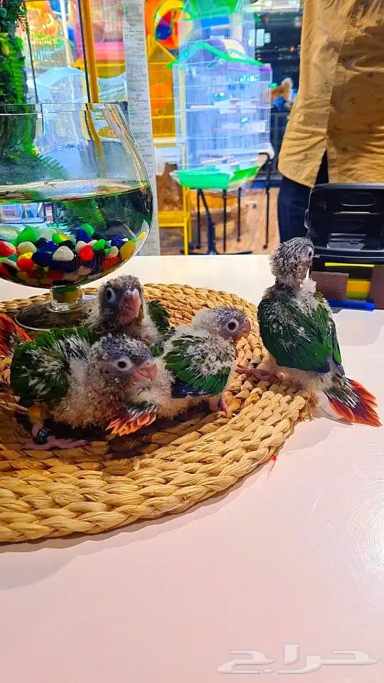 فروخ كنيور ((( يلو سايد))) (((دبل رد فاكتر))) تم البيع 10