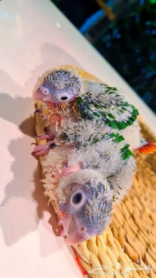 فروخ كنيور ((( يلو سايد))) (((دبل رد فاكتر))) تم البيع 2