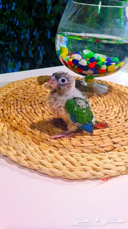 فروخ كنيور ((( يلو سايد))) (((دبل رد فاكتر))) تم البيع 13