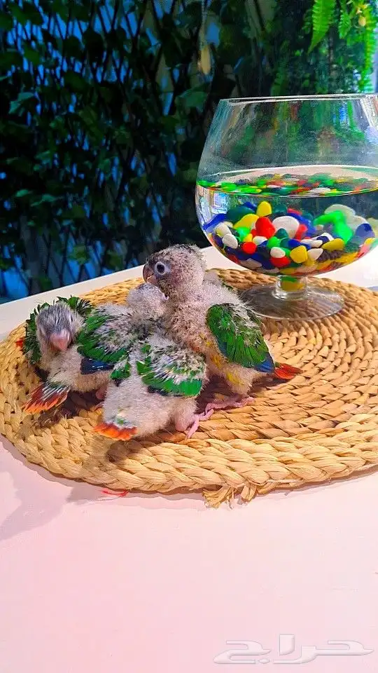 فروخ كنيور ((( يلو سايد))) (((دبل رد فاكتر))) تم البيع 8