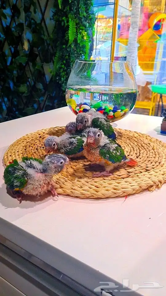 فروخ كنيور ((( يلو سايد))) (((دبل رد فاكتر))) تم البيع 1