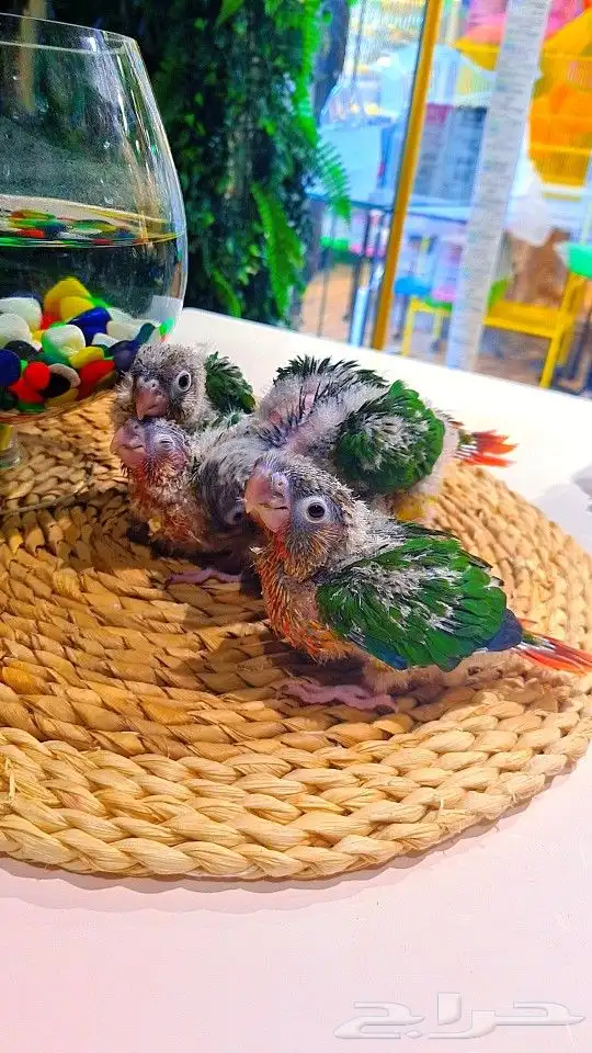 فروخ كنيور ((( يلو سايد))) (((دبل رد فاكتر))) تم البيع 5