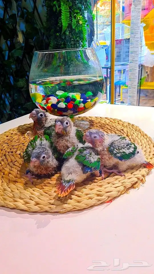 فروخ كنيور ((( يلو سايد))) (((دبل رد فاكتر))) تم البيع 7