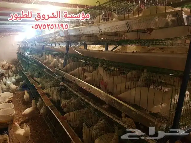 بطاريات دجاج بياض 0