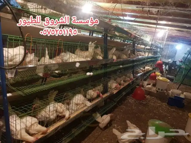 بطاريات دجاج بياض 1