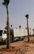 نخل زينه لبيع 1