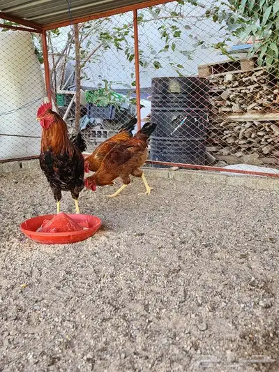 ديك فرنسي بيور 2