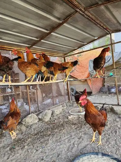 ديك فرنسي بيور 7