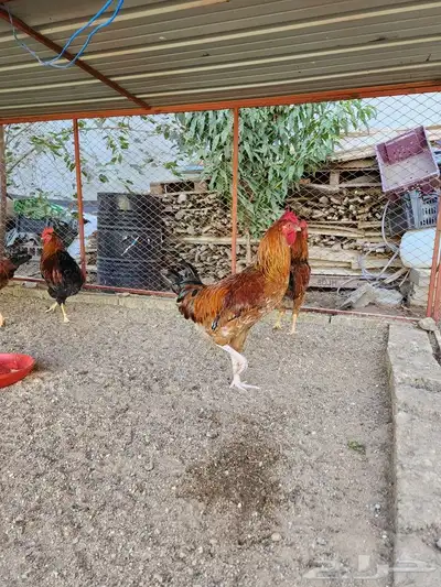 ديك فرنسي بيور 3