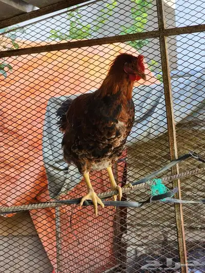ديك فرنسي بيور 8