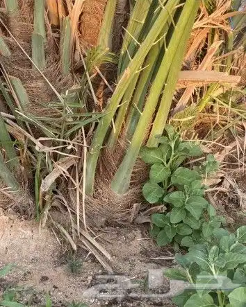 فسايل طيبه صقعي ومحدوله وخنيزي 2