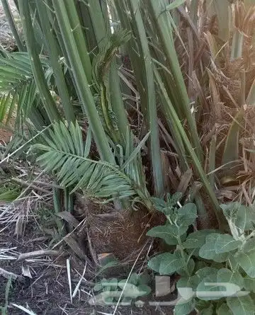 فسايل طيبه صقعي ومحدوله وخنيزي 1