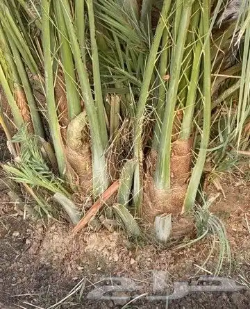فسايل طيبه صقعي ومحدوله وخنيزي 0