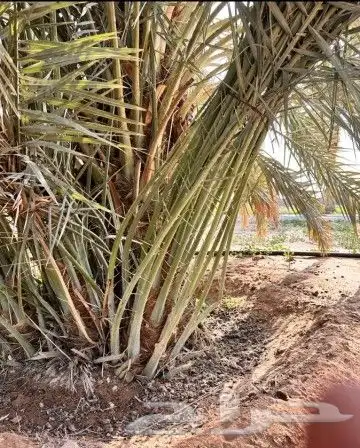 فسايل طيبه صقعي ومحدوله وخنيزي 3