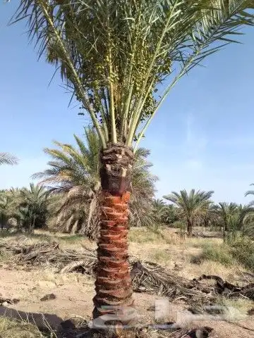 فسايل طيبه صقعي ومحدوله وخنيزي 9