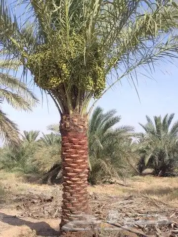 فسايل طيبه صقعي ومحدوله وخنيزي 6