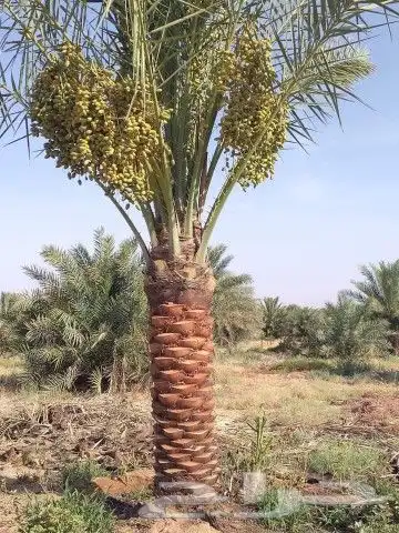 فسايل طيبه صقعي ومحدوله وخنيزي 7