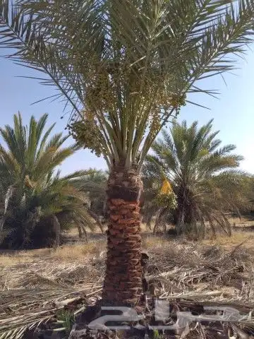 فسايل طيبه صقعي ومحدوله وخنيزي 8