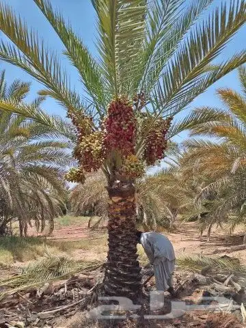 فسايل طيبه صقعي ومحدوله وخنيزي 5
