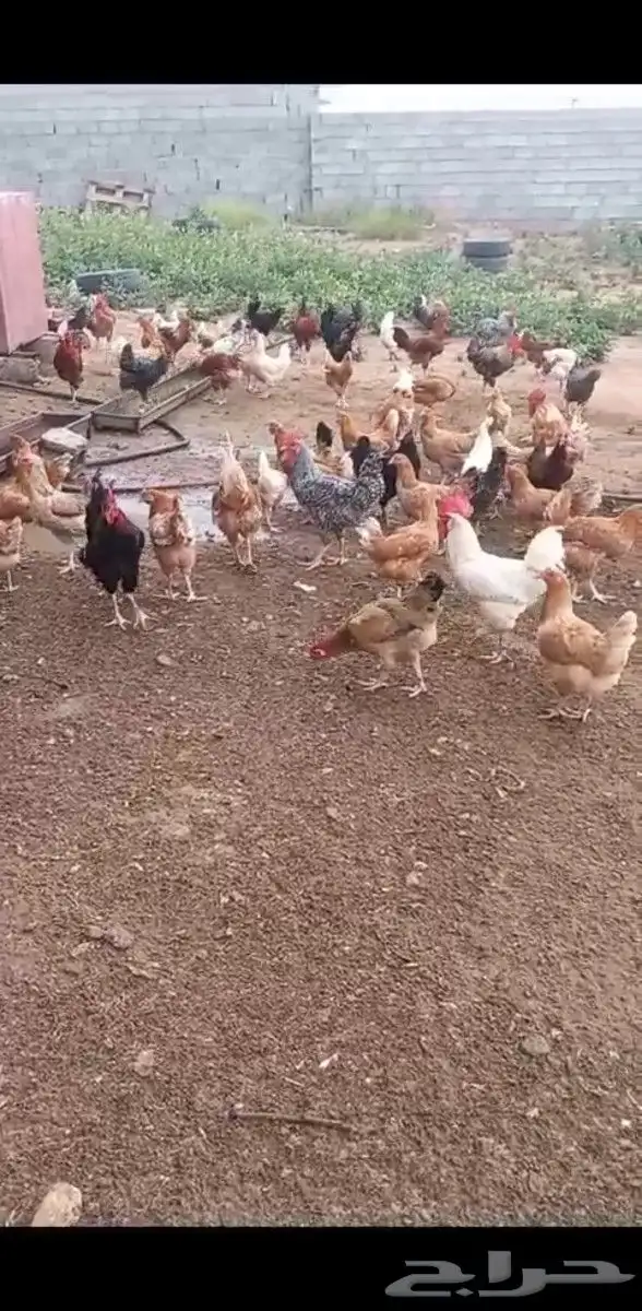 صيصان دجاج تركي 2