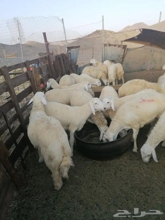 ذبايح طليان ورخال وتيوس مع امكانيه الذبح وتوصيل 4