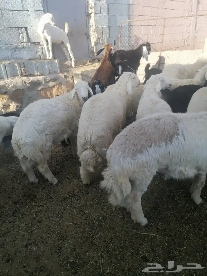 ذبايح طليان ورخال وتيوس مع امكانيه الذبح وتوصيل 1