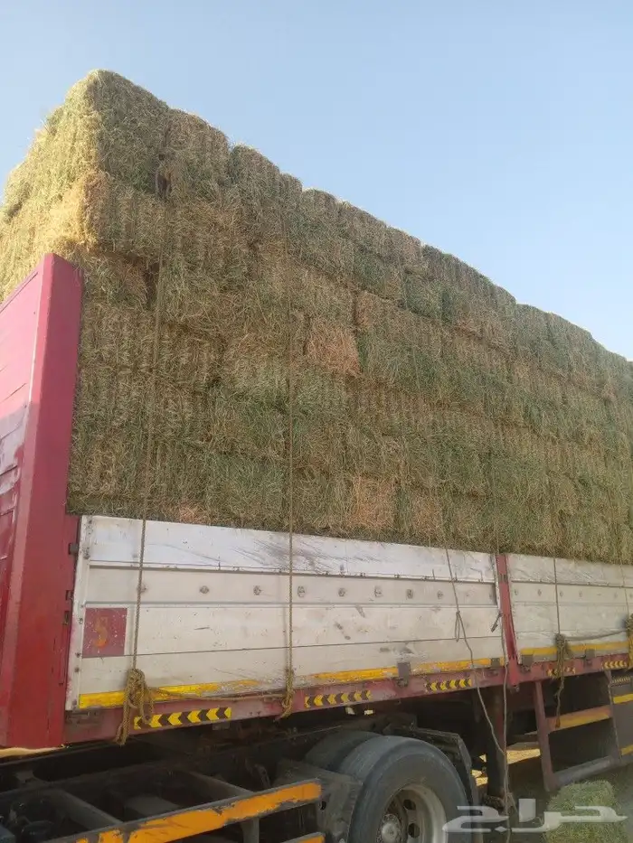 برسيم طبرجل شد كبير 0