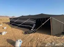 بيت شعر قطبا نوع ممتاز 1