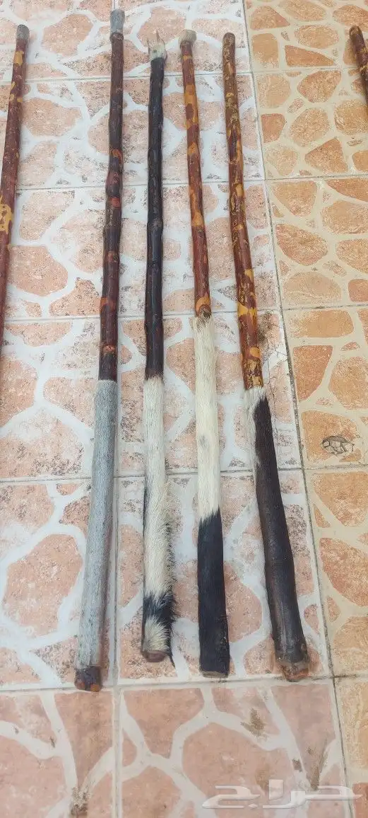 عصي مزمار نوع لوز وخرنوب مصري وعصي قصب مصري وعصي بومب هندي م 10