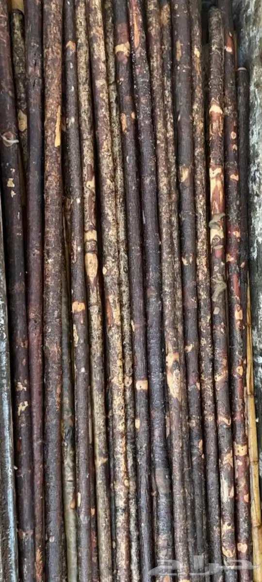 عصي مزمار نوع لوز وخرنوب مصري وعصي قصب مصري وعصي بومب هندي م 7