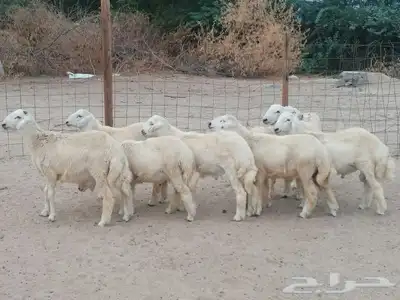 طليان حريه سمان ومقفلات شحم مشروطة الصحة والنظافة( تم البيع) 0