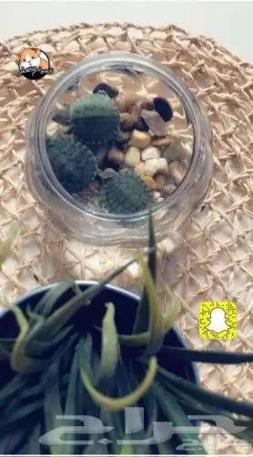 سلاحف (سنغفورية) صغيرة جميلة وأليفة وكيوت بسعر الجملة 14