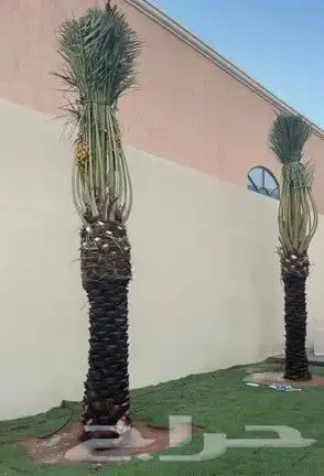 زراعة نخيل عربي وشنطني زراعة أشجار زرعة ثيل شبكت ري 15