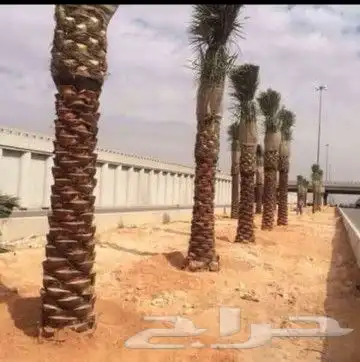 زراعة نخيل عربي وشنطني زراعة أشجار زرعة ثيل شبكت ري 12