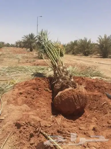 زراعة نخيل عربي وشنطني زراعة أشجار زرعة ثيل شبكت ري 14
