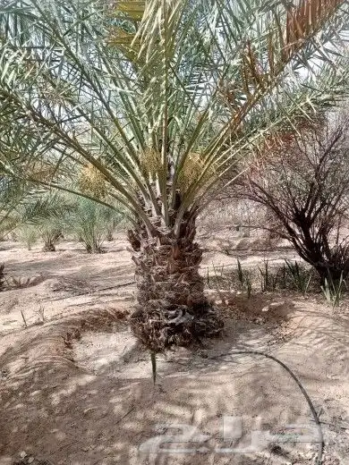 زراعة نخيل عربي وشنطني زراعة أشجار زرعة ثيل شبكت ري 13
