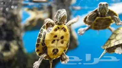 سلاحف (سنغفورية) صغيرة جميلة وأليفة وكيوت بسعر الجملة 15