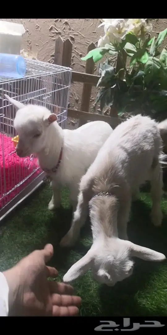 جوز ماعز قزمي تشيكي عمر اسابيع 0