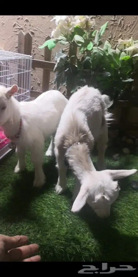 جوز ماعز قزمي تشيكي عمر اسابيع 1