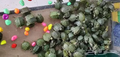 سلاحف (سنغفورية) صغيرة جميلة وأليفة وكيوت بسعر الجملة 11
